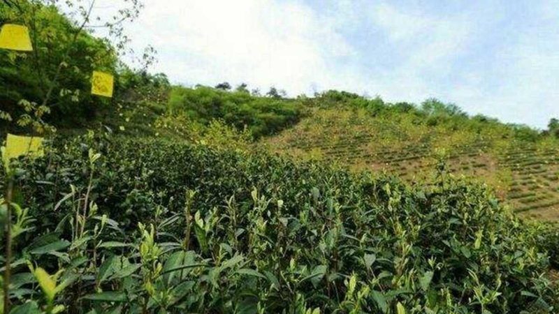 反季节水果种植：挑战与应对之道**