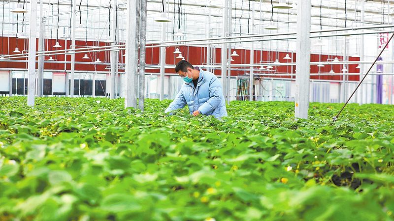 生鲜配送供应商排名：揭秘优质供应商的“绿色”密码