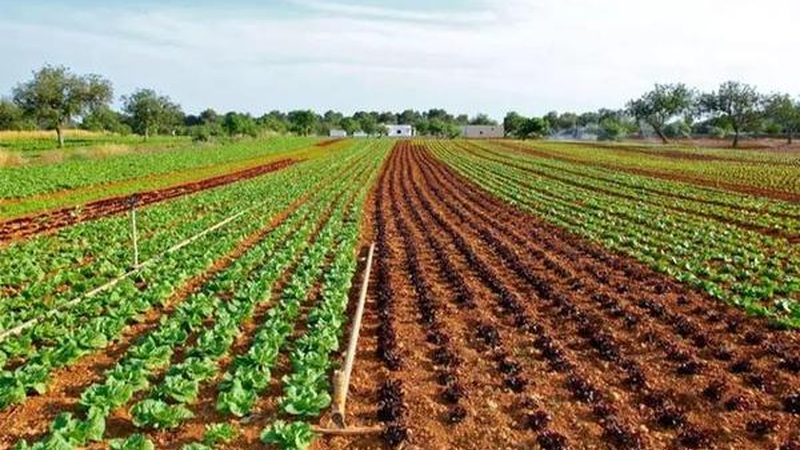 成都家庭农场种植养殖比例解析：平衡之道，生态先行