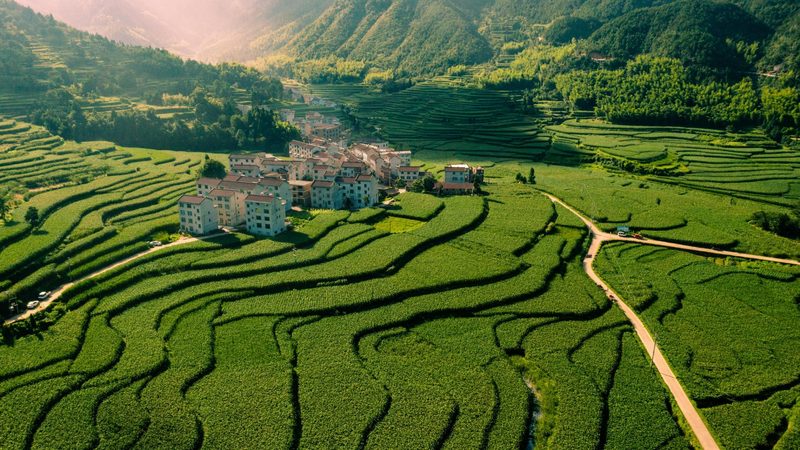 农民专业合作社财务管理标准规范：构建稳健发展的基石**
