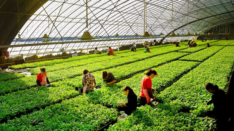 大棚水果种植成本解析：关键因素与控制策略**