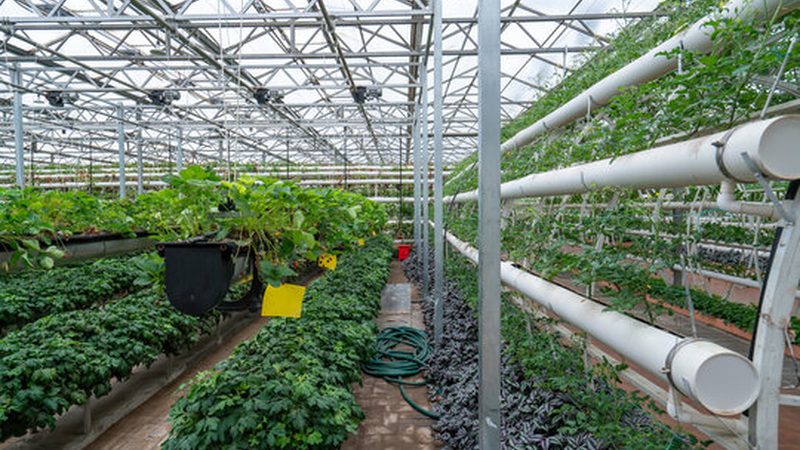 大棚建设成本，远不止每亩多少钱那么简单