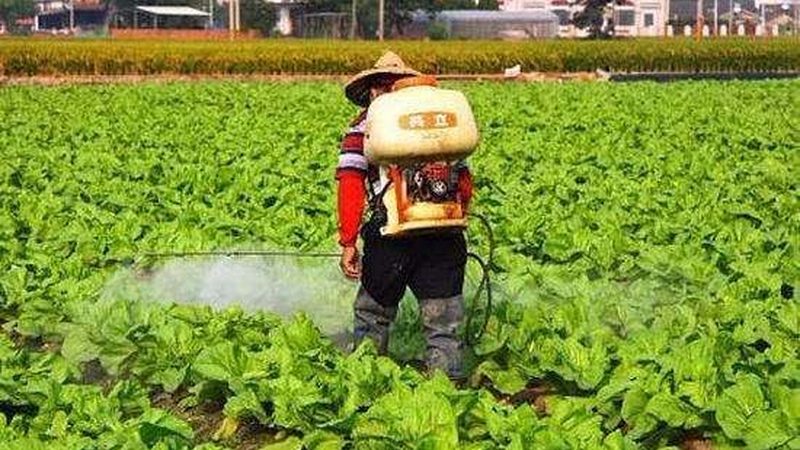 果园生物防治：绿色防控的关键步骤与注意事项