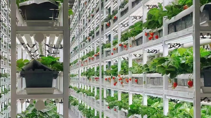 土壤修复不是施肥这么简单——茶园生态重建的底层逻辑